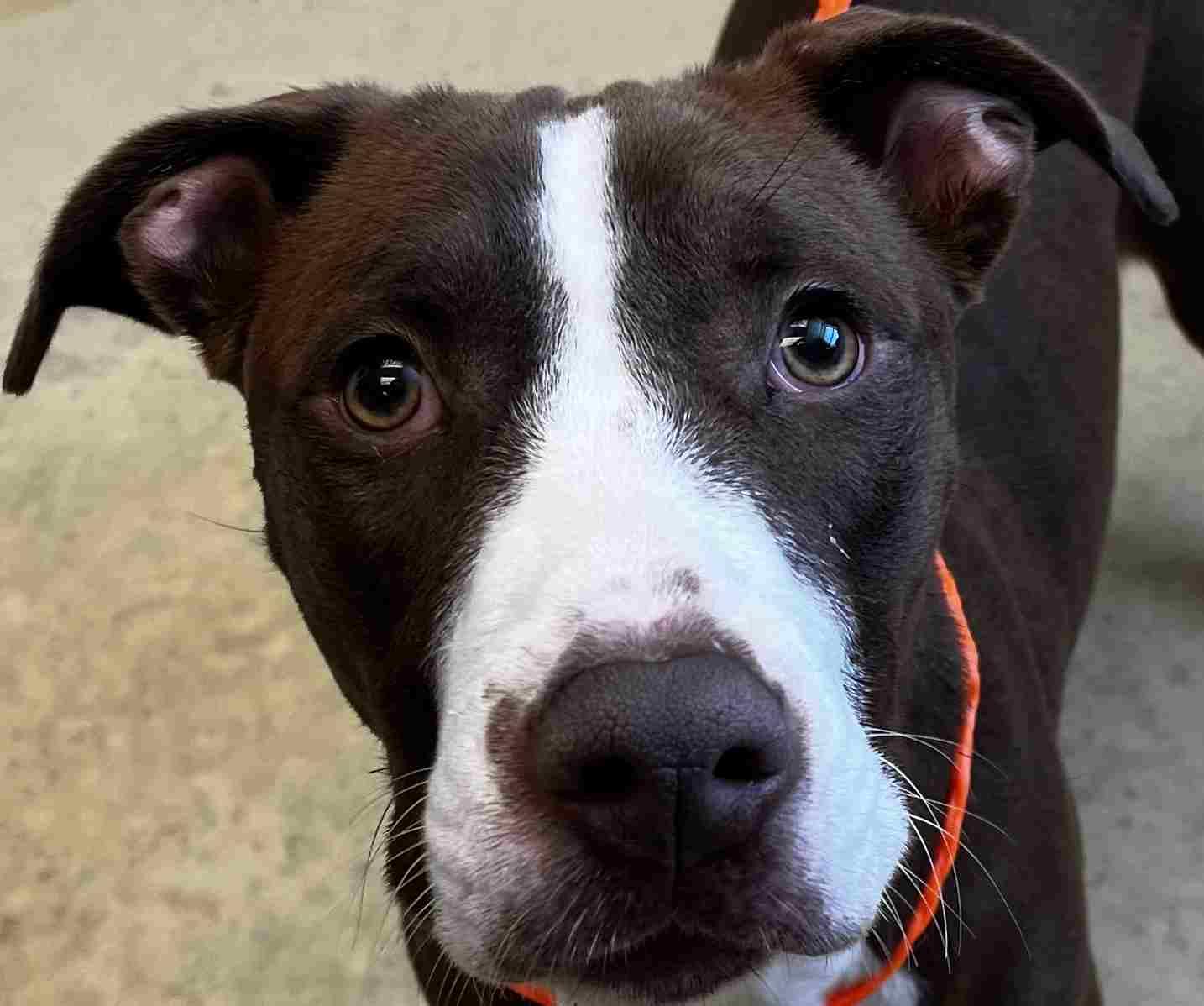 Magnolia, adopted, Young Female Pit Bull Terrier.