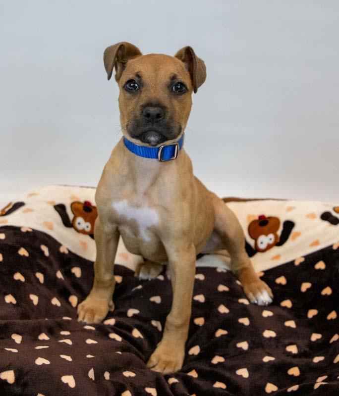 Enlarge Limerick, an adopted mixed breed in Kennesaw, GA image 2/6