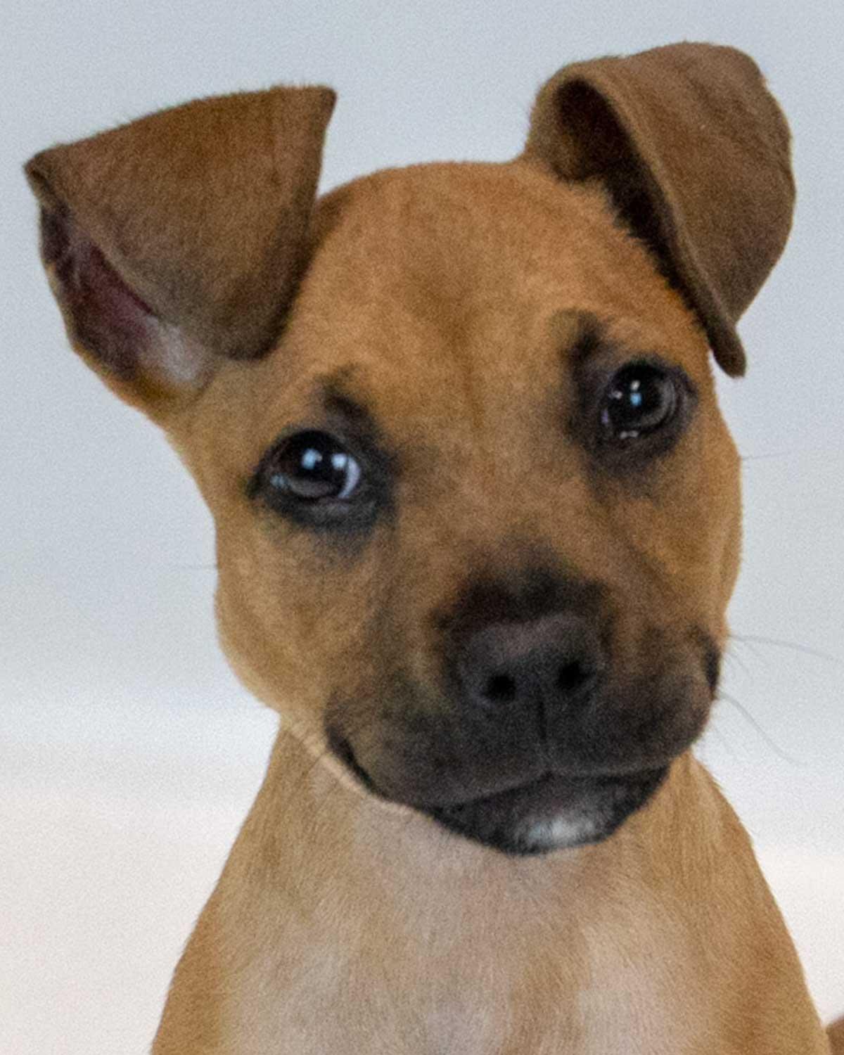 Enlarge Limerick, an adopted mixed breed in Kennesaw, GA image 1/6