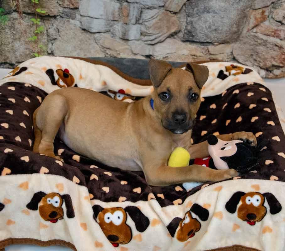 Enlarge Limerick, an adopted mixed breed in Kennesaw, GA image 5/6