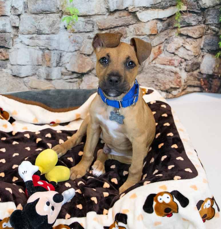 Enlarge Limerick, an adopted mixed breed in Kennesaw, GA image 4/6