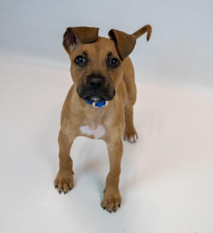 Enlarge Limerick, an adopted mixed breed in Kennesaw, GA image 6/6