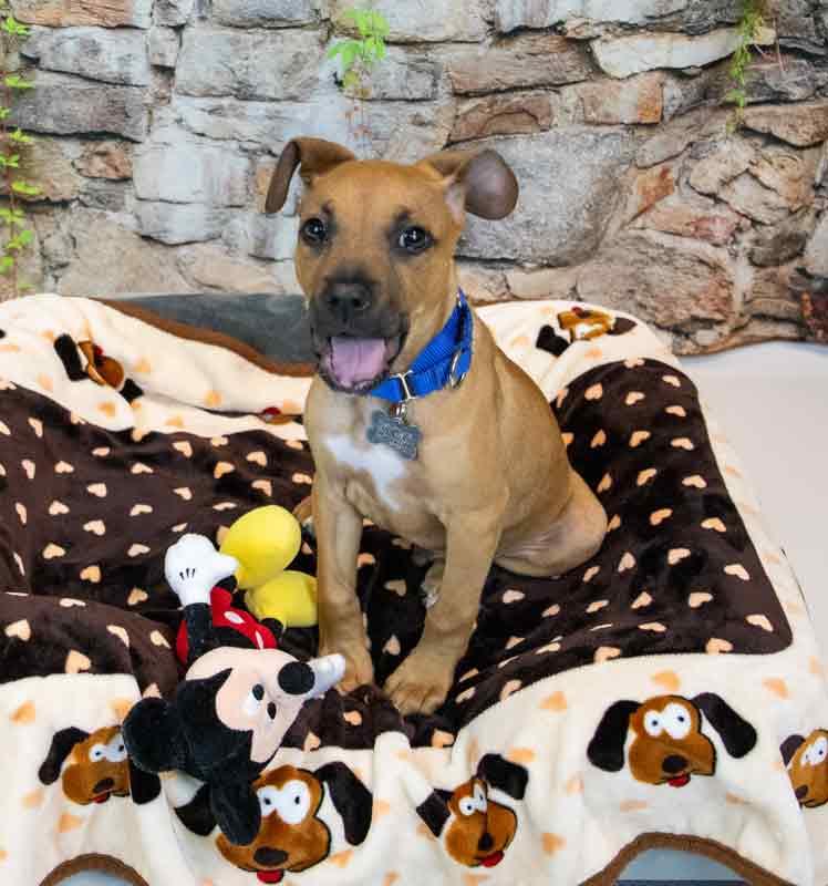 Enlarge Limerick, an adopted mixed breed in Kennesaw, GA image 3/6