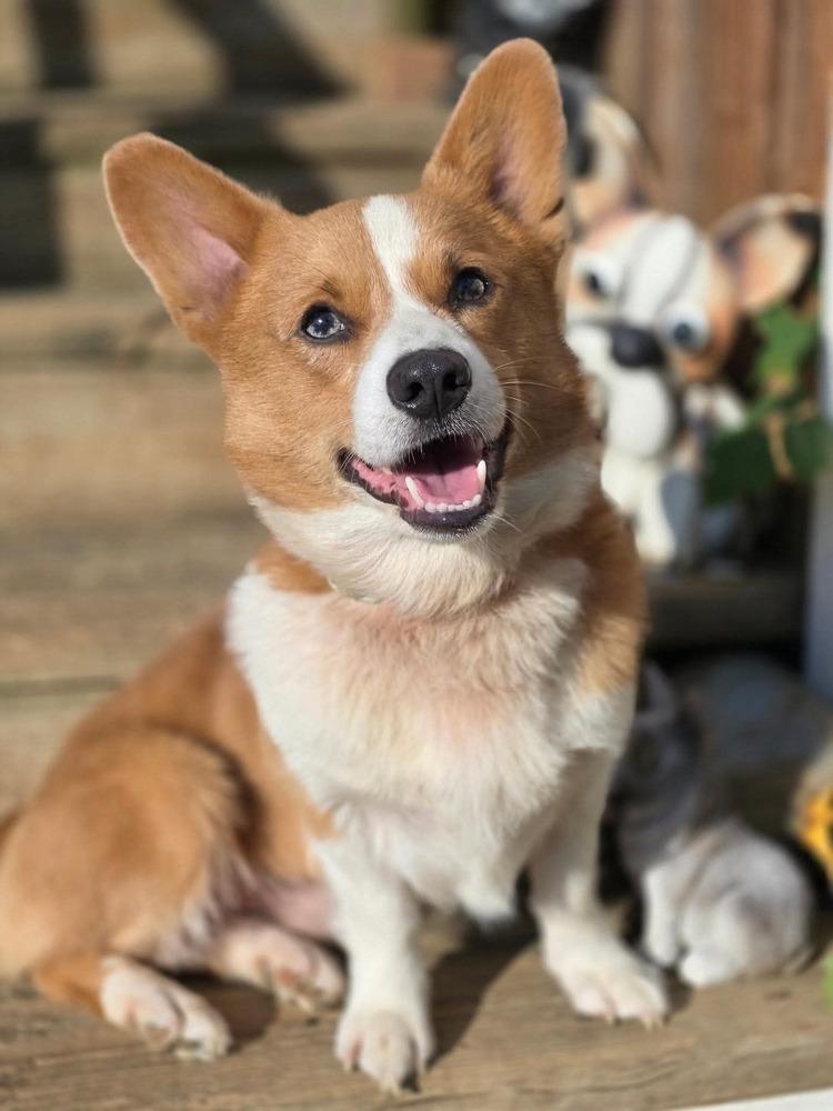 Cooper, Adoptable, Adult Male Corgi.