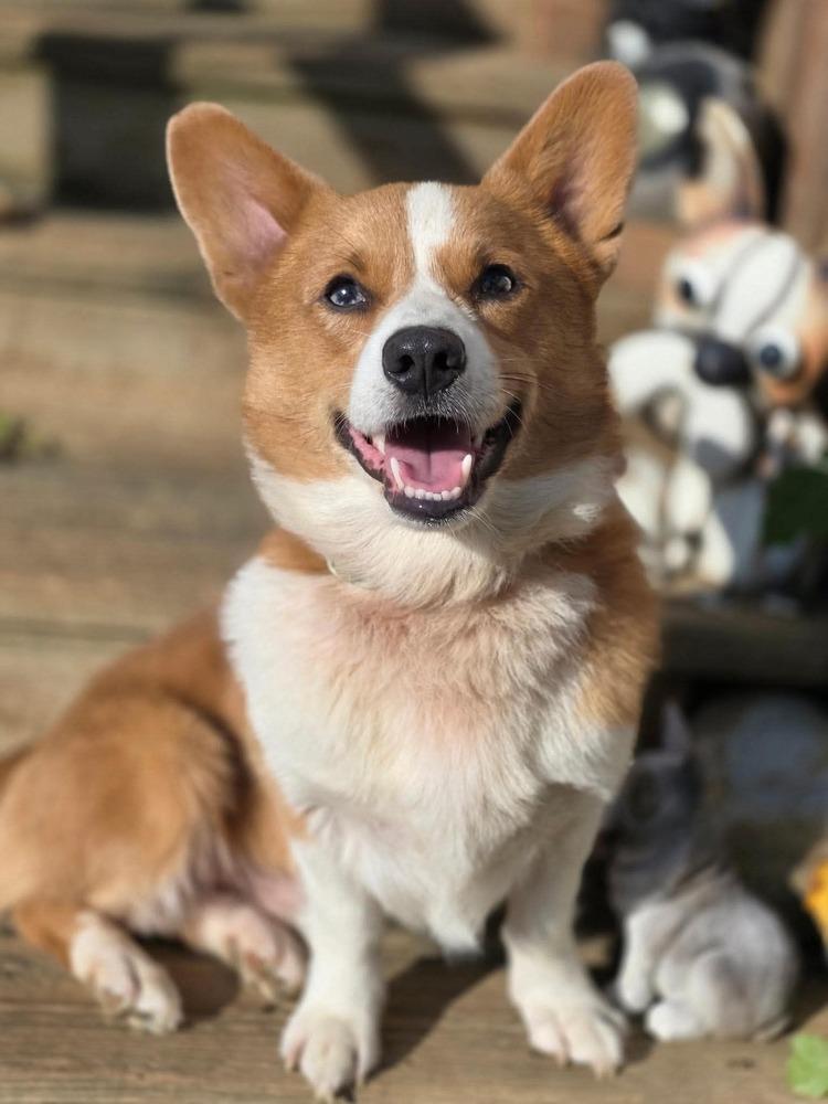 Enlarge Cooper, a Adoptable Corgi in Middletown, CT image 2/6