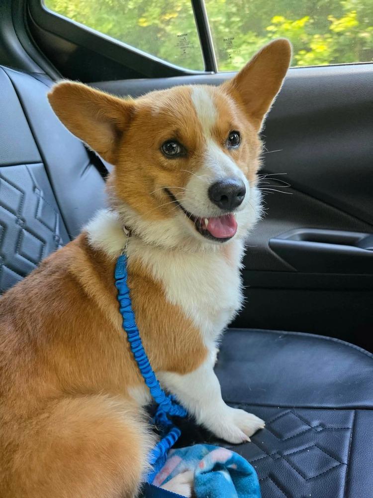 Enlarge Cooper, a Adoptable Corgi in Middletown, CT image 3/6