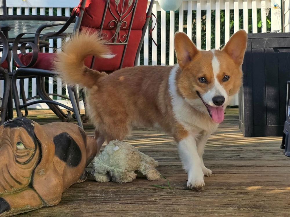 Enlarge Cooper, a Adoptable Corgi in Middletown, CT image 4/6