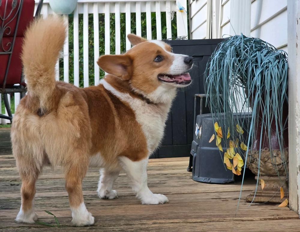 Enlarge Cooper, a Adoptable Corgi in Middletown, CT image 5/6