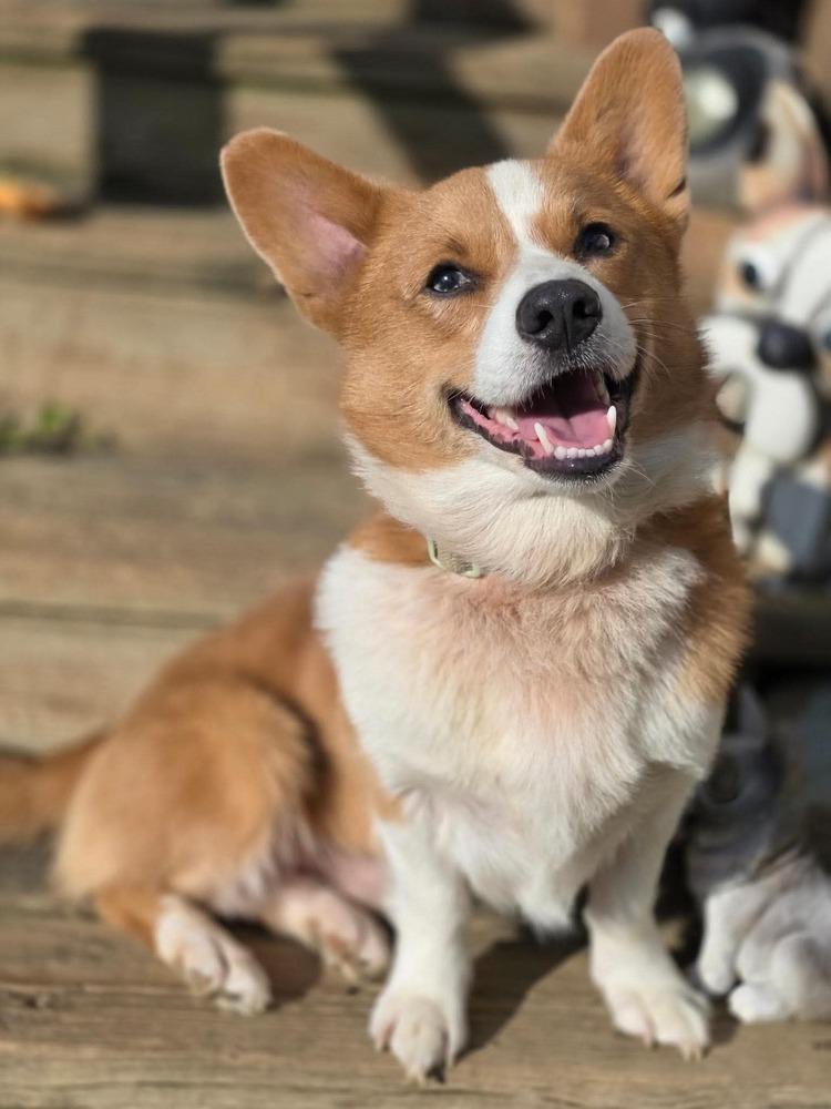 Enlarge Cooper, a Adoptable Corgi in Middletown, CT image 6/6