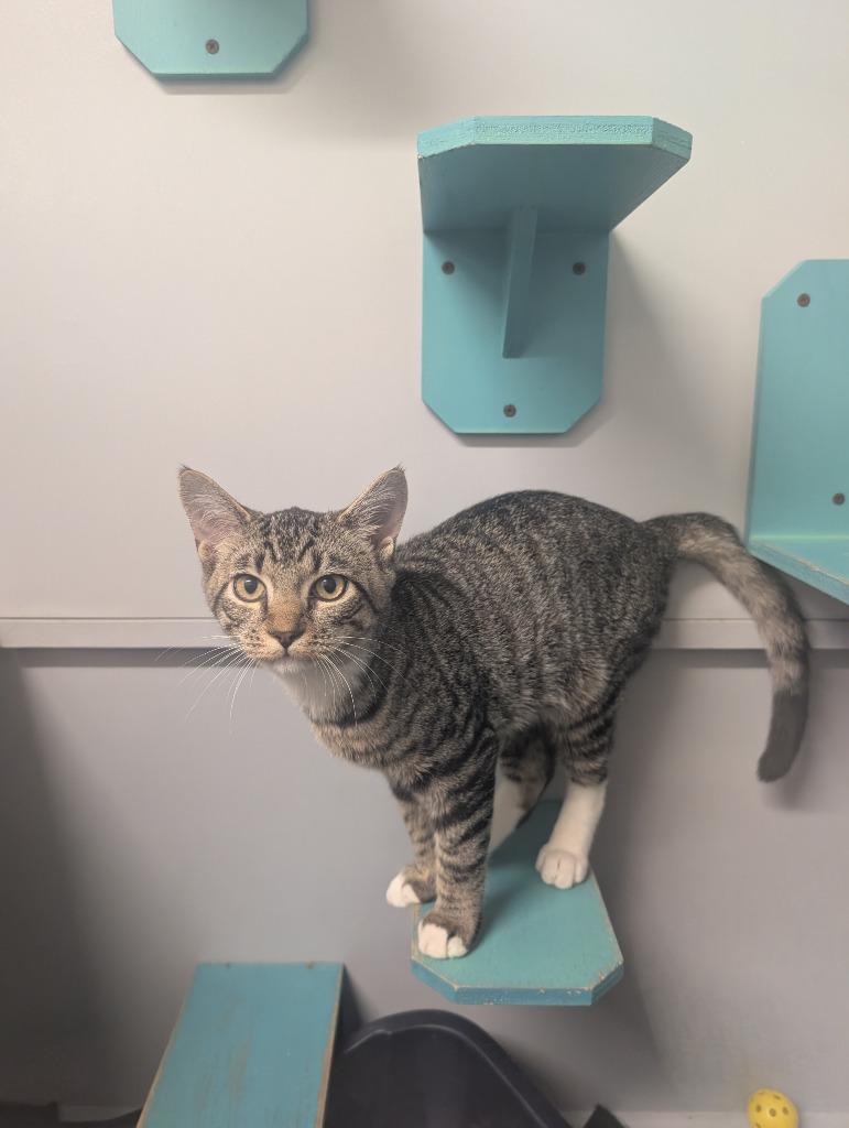 La Llorona, Adoptable, Kitten Female Domestic Short Hair.