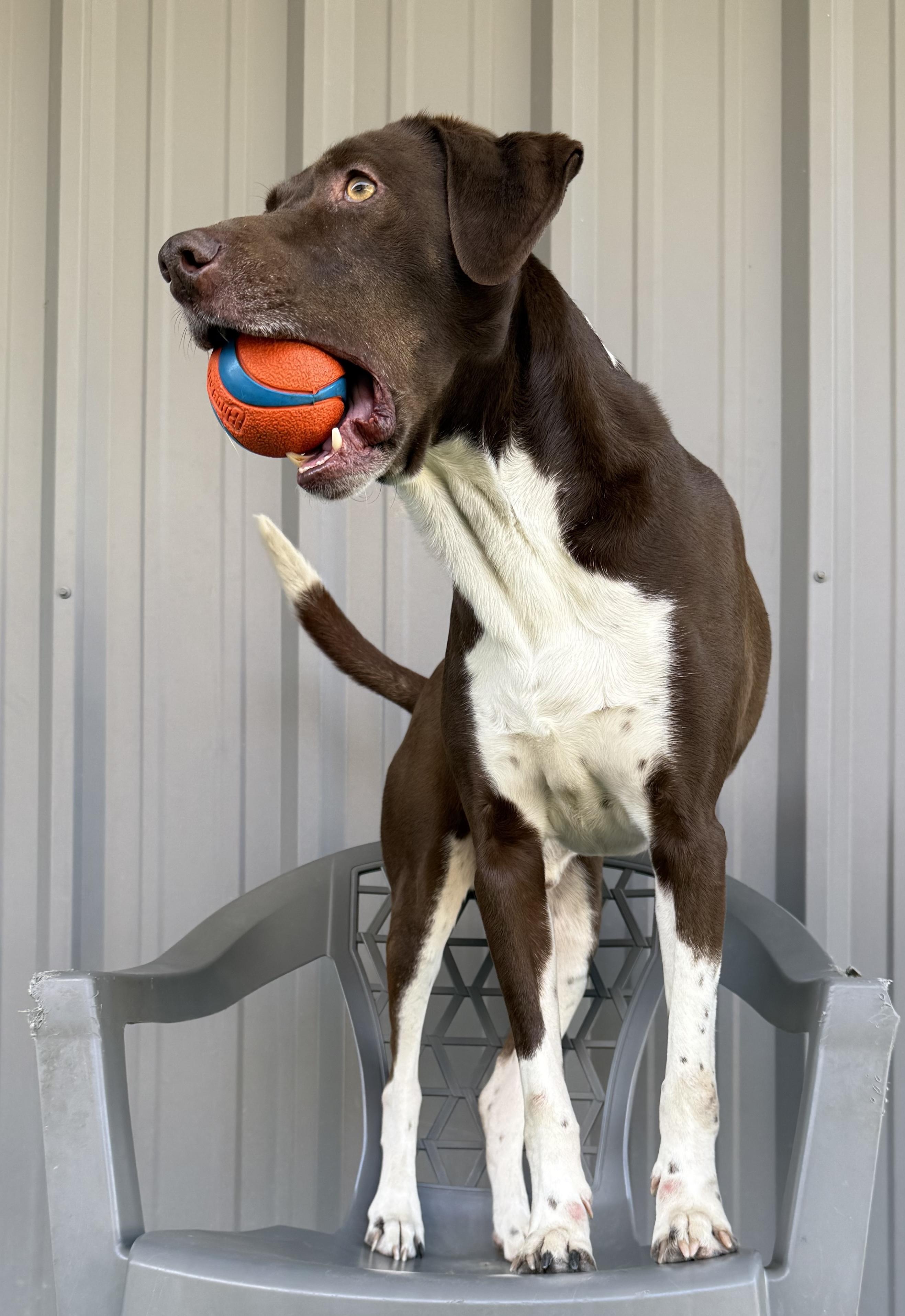 Benjamin, an adoptable English Foxhound, English Pointer in Lodi, CA, 95242 | Photo Image 2
