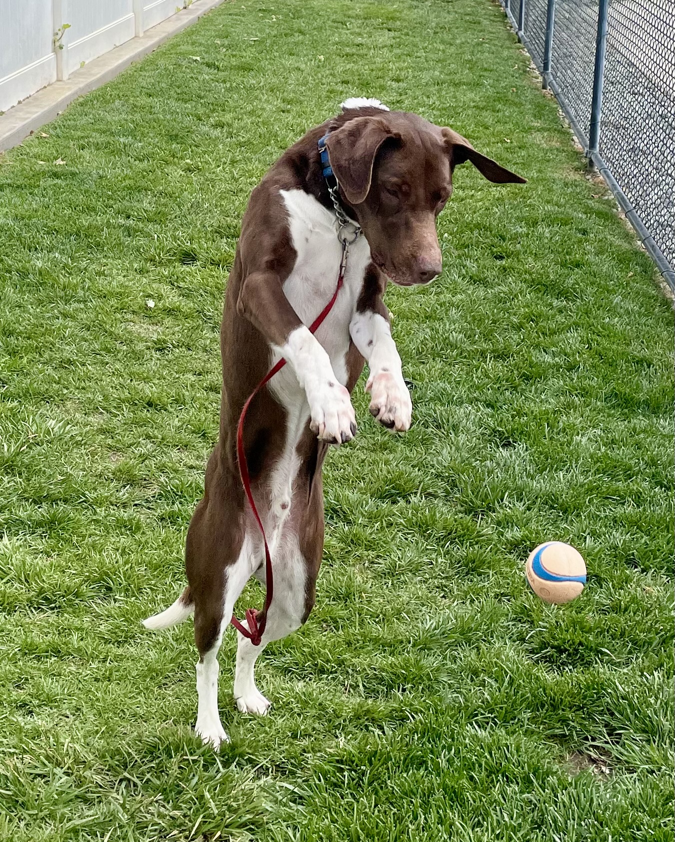 Benjamin, an adoptable English Foxhound, English Pointer in Lodi, CA, 95242 | Photo Image 5