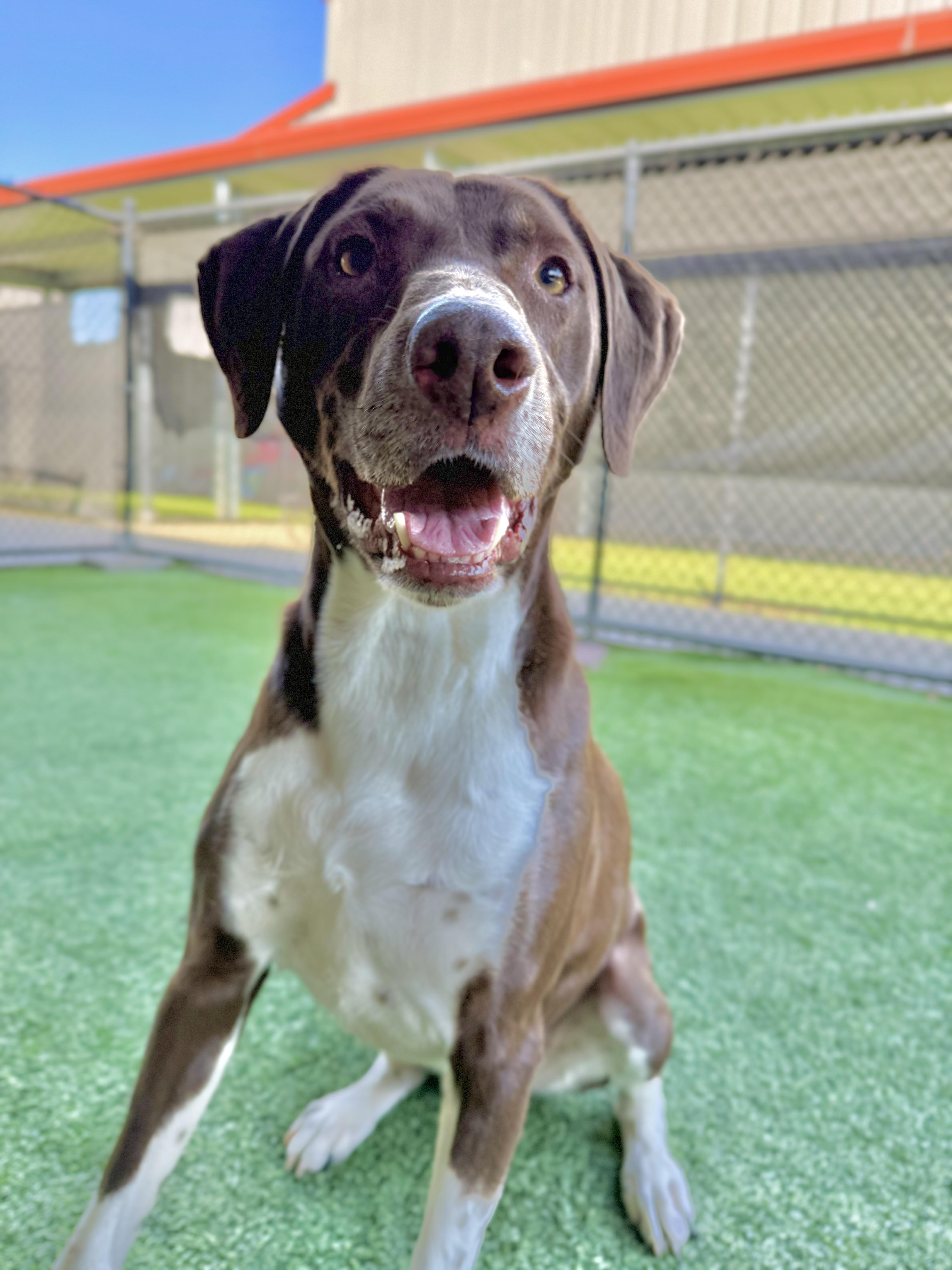Benjamin, Adoptable, Adult Male English Foxhound & English Pointer.