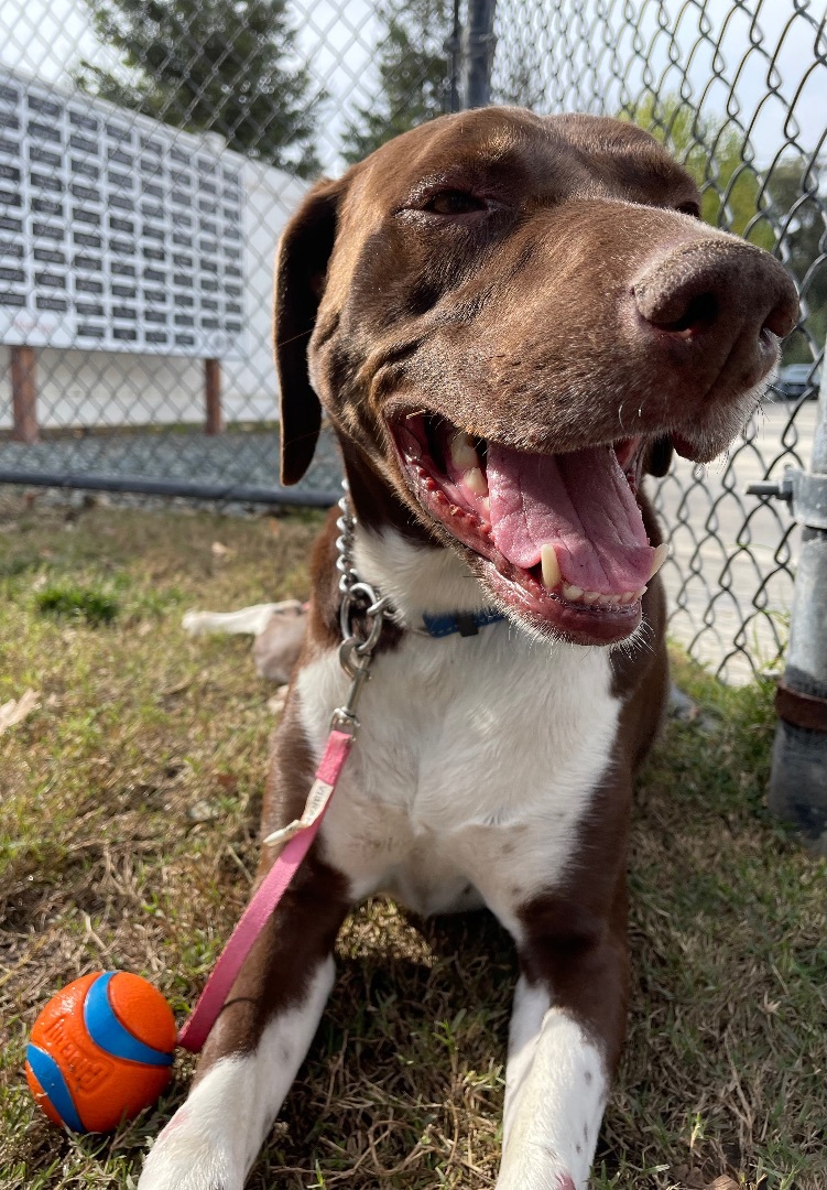 Benjamin, an adoptable English Foxhound, English Pointer in Lodi, CA, 95242 | Photo Image 4