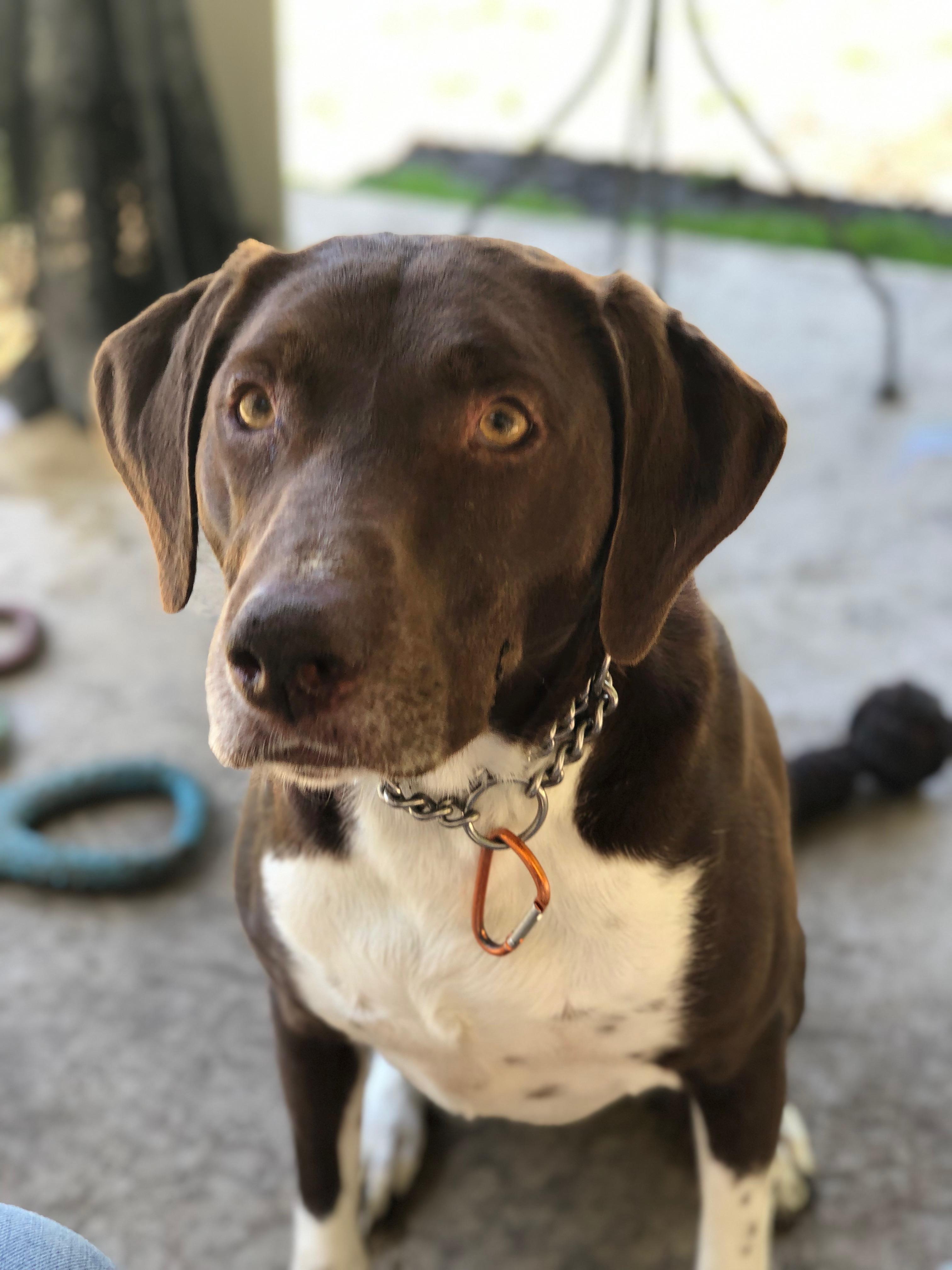 Benjamin, an adoptable English Foxhound, English Pointer in Lodi, CA, 95242 | Photo Image 3