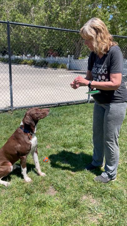Enlarge Benjamin, a Adoptable mixed breed in Lodi, CA video 2/6