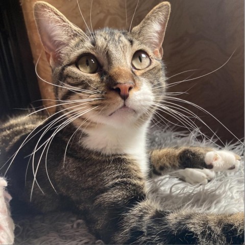 Blue, an adoptable Domestic Short Hair in Davie, FL, 33331 | Photo Image 1