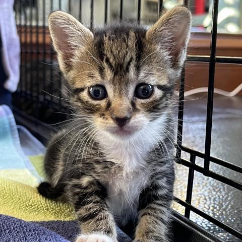 Blue, an adoptable Domestic Short Hair in Davie, FL, 33331 | Photo Image 3