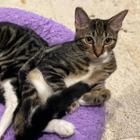 Blue, an adoptable Domestic Short Hair in Davie, FL, 33331 | Photo Image 2