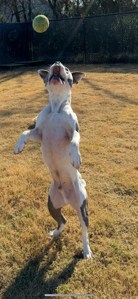 Enlarge Wiley, a Adoptable mixed breed in East Ridge, TN image 1/6