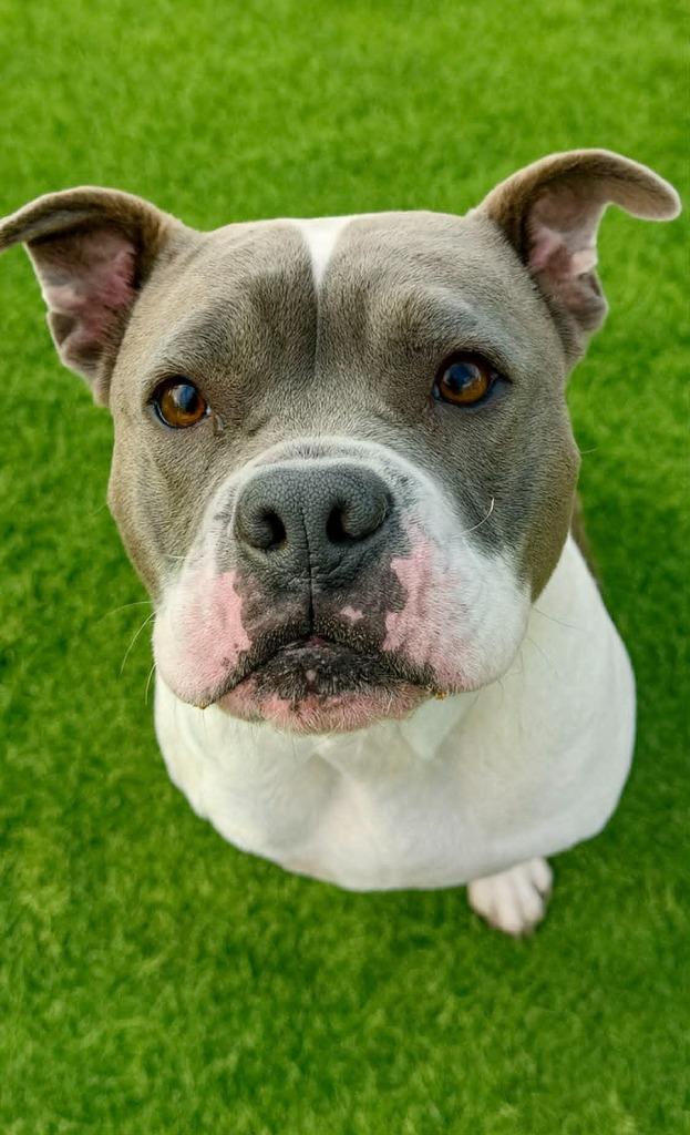 Wiley, Adoptable, Young Male Pit Bull Terrier.