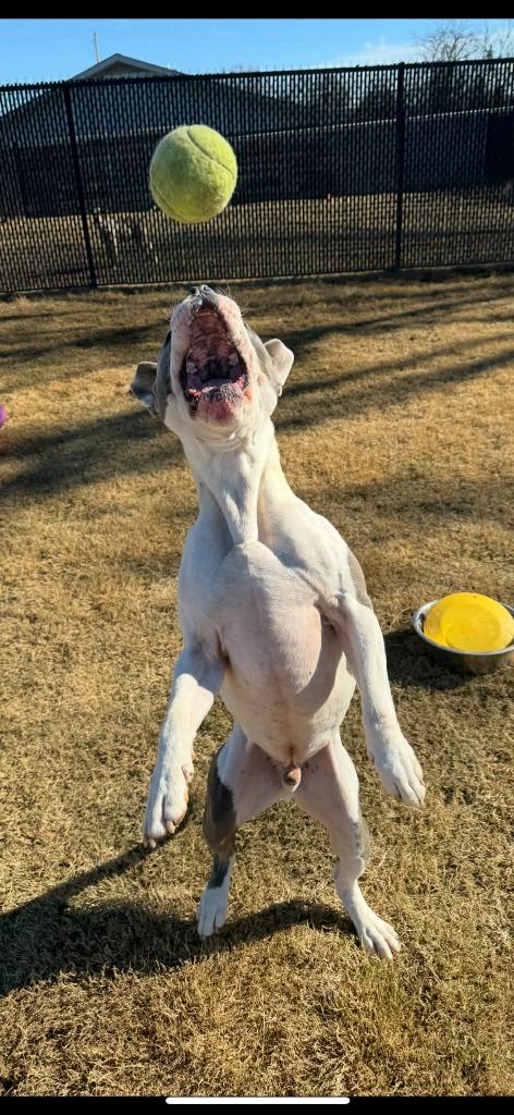 Enlarge Wiley, a Adoptable mixed breed in East Ridge, TN image 1/6