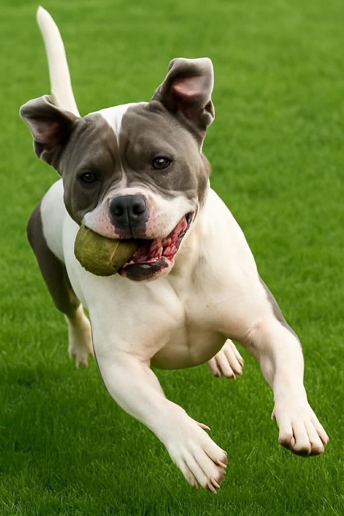 Enlarge Wiley, a Adoptable mixed breed in East Ridge, TN image 4/6