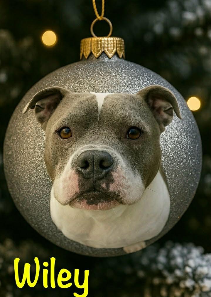 Enlarge Wiley, a Adoptable mixed breed in East Ridge, TN image 5/6