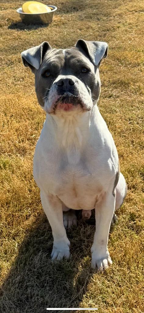 Enlarge Wiley, a Adoptable mixed breed in East Ridge, TN image 6/6