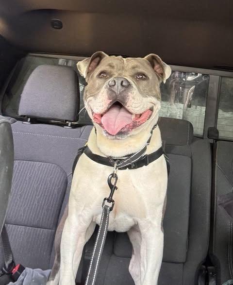 Enlarge Wiley, a Adoptable mixed breed in East Ridge, TN image 6/6