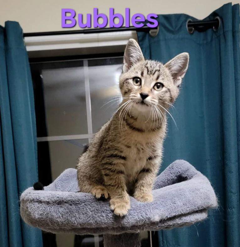 Bubbles - cuddly & playful