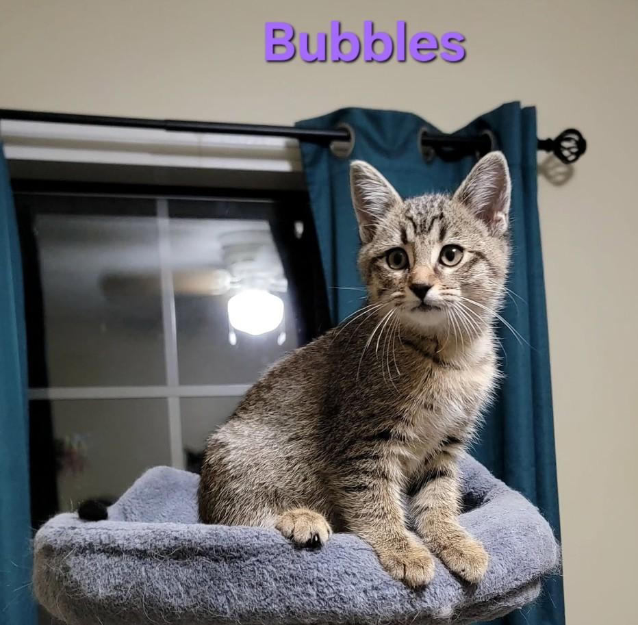 Bubbles - cuddly & playful 2