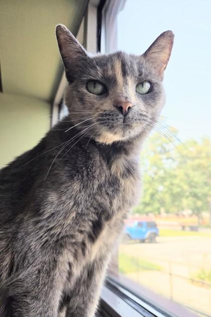 Opal, Adoptable, Adult Female Domestic Short Hair.
