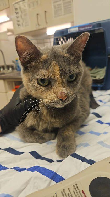 Opal, a Adoptable Domestic Short Hair in South Bend, IN image 2/2
