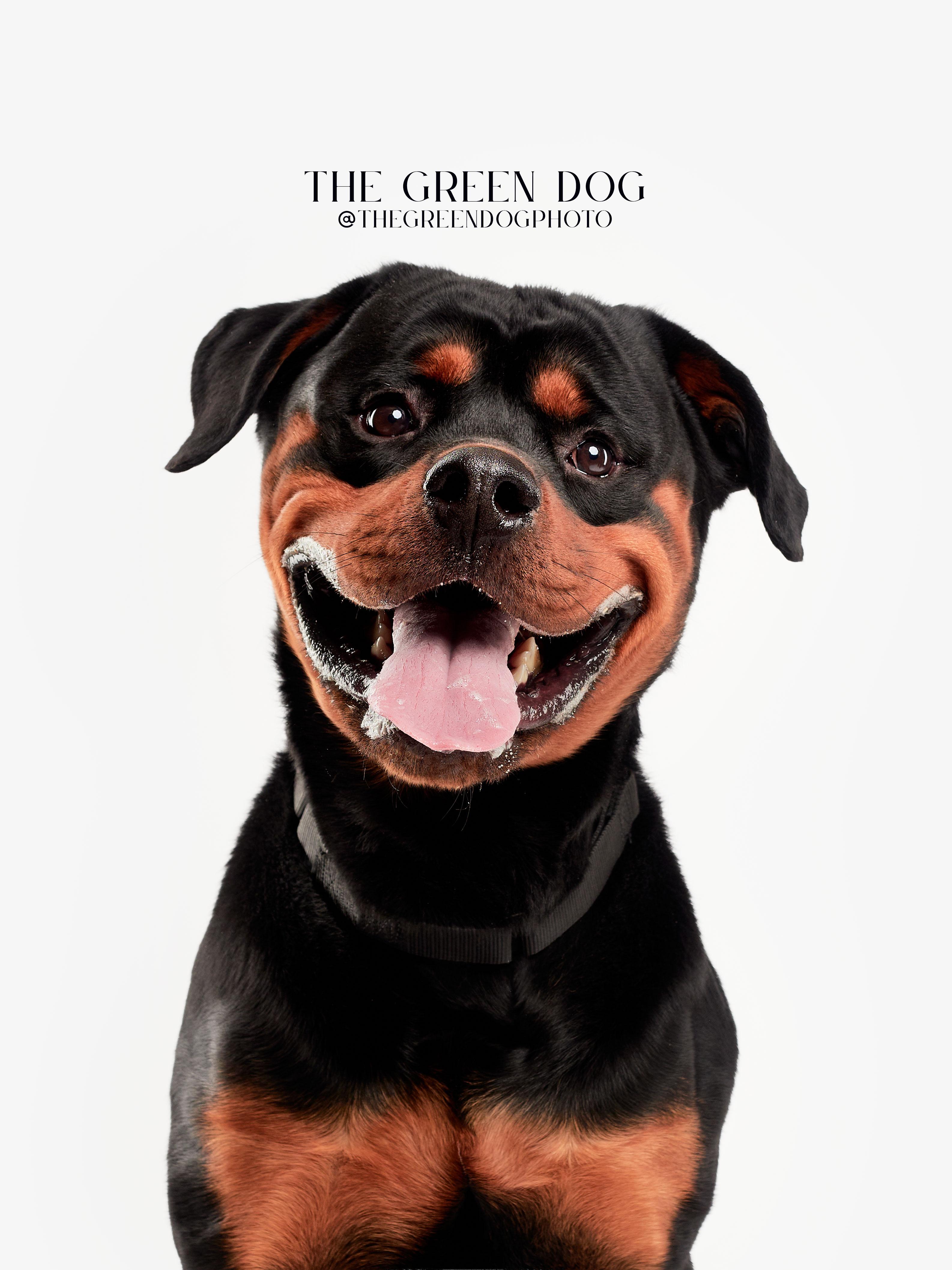 Jackson, adoptable, Adult Male Rottweiler.