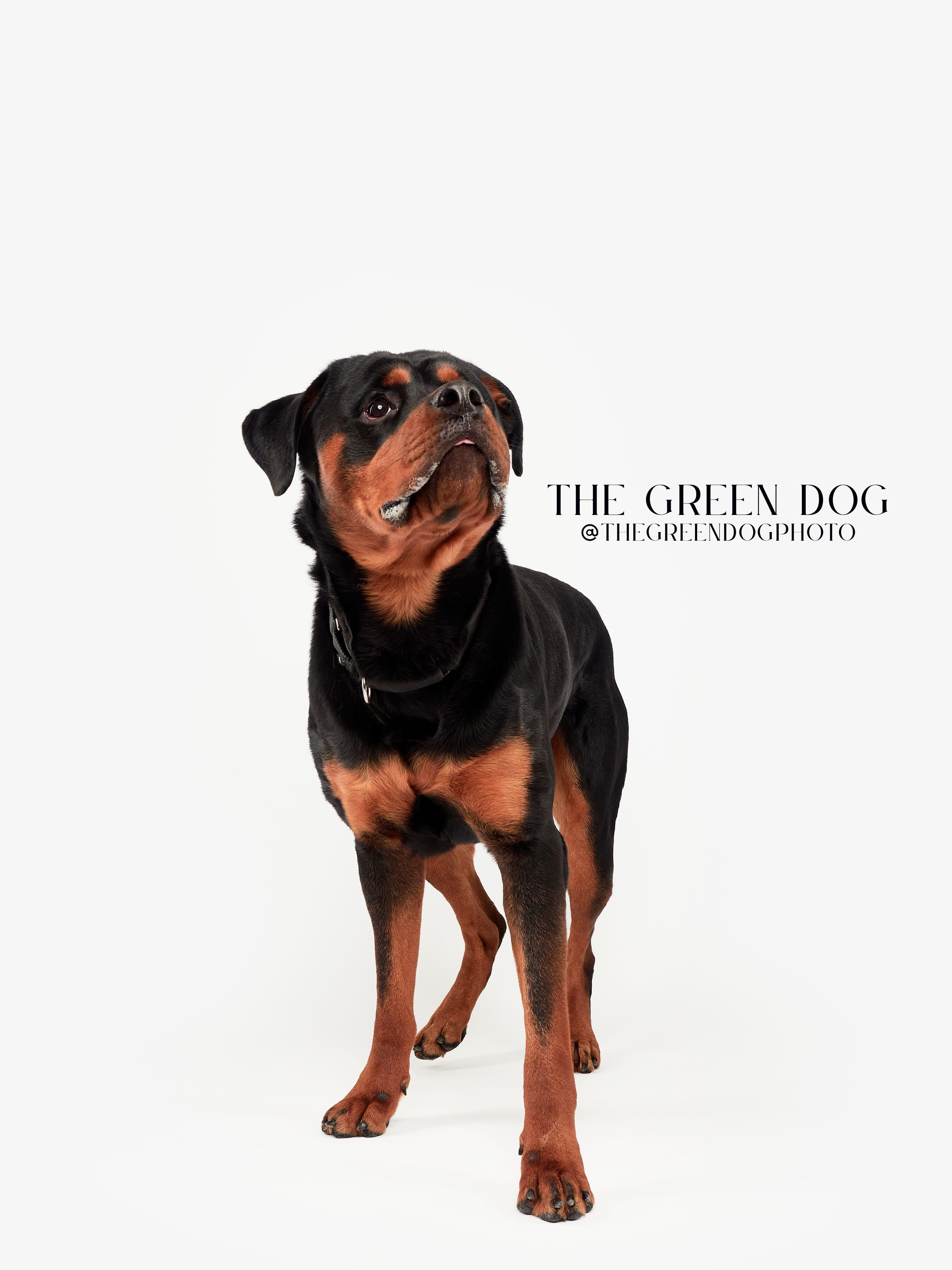 Enlarge Jackson, an adoptable Rottweiler in Teterboro, NJ image 3/5