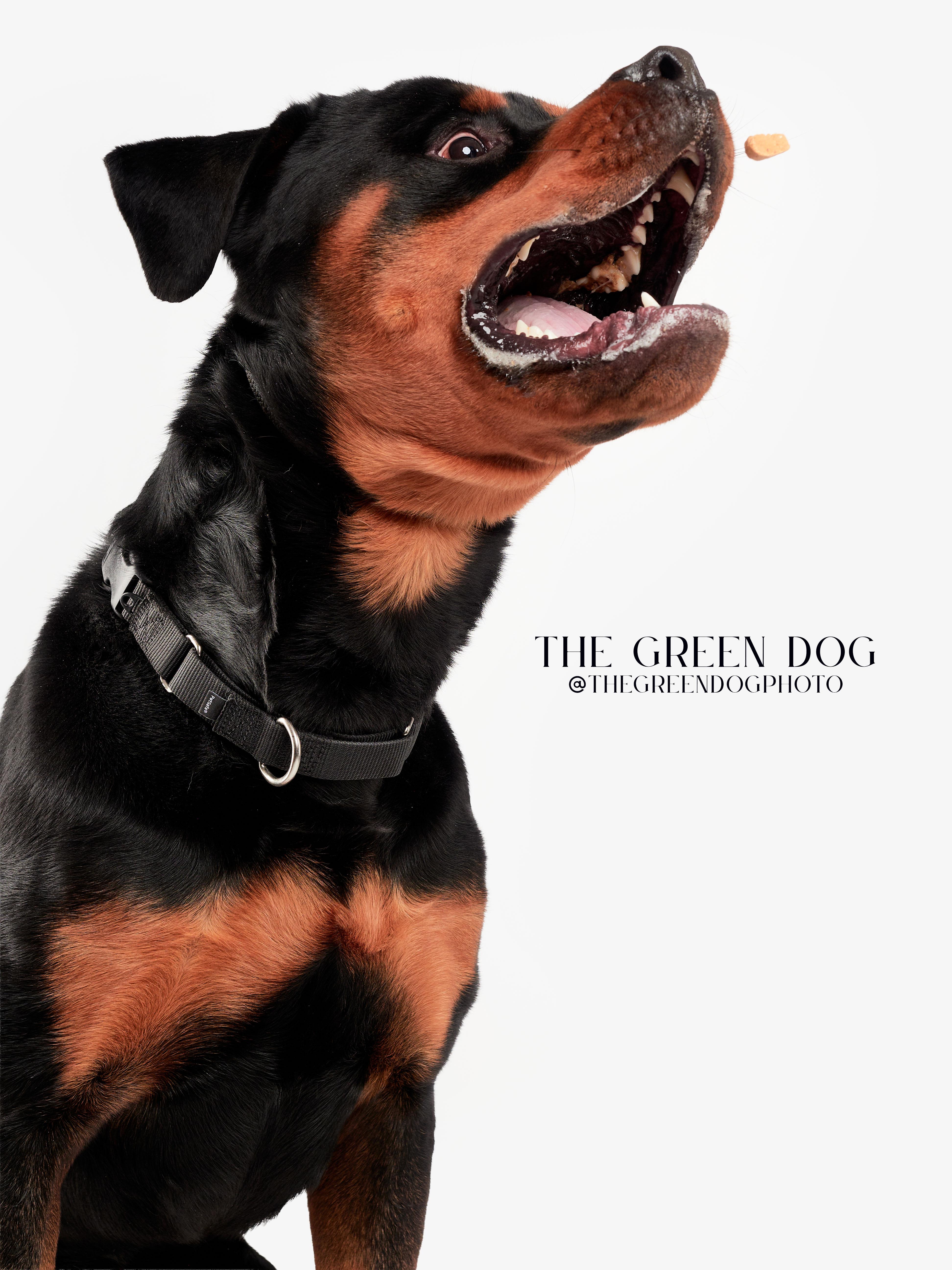 Enlarge Jackson, an adoptable Rottweiler in Teterboro, NJ image 5/5