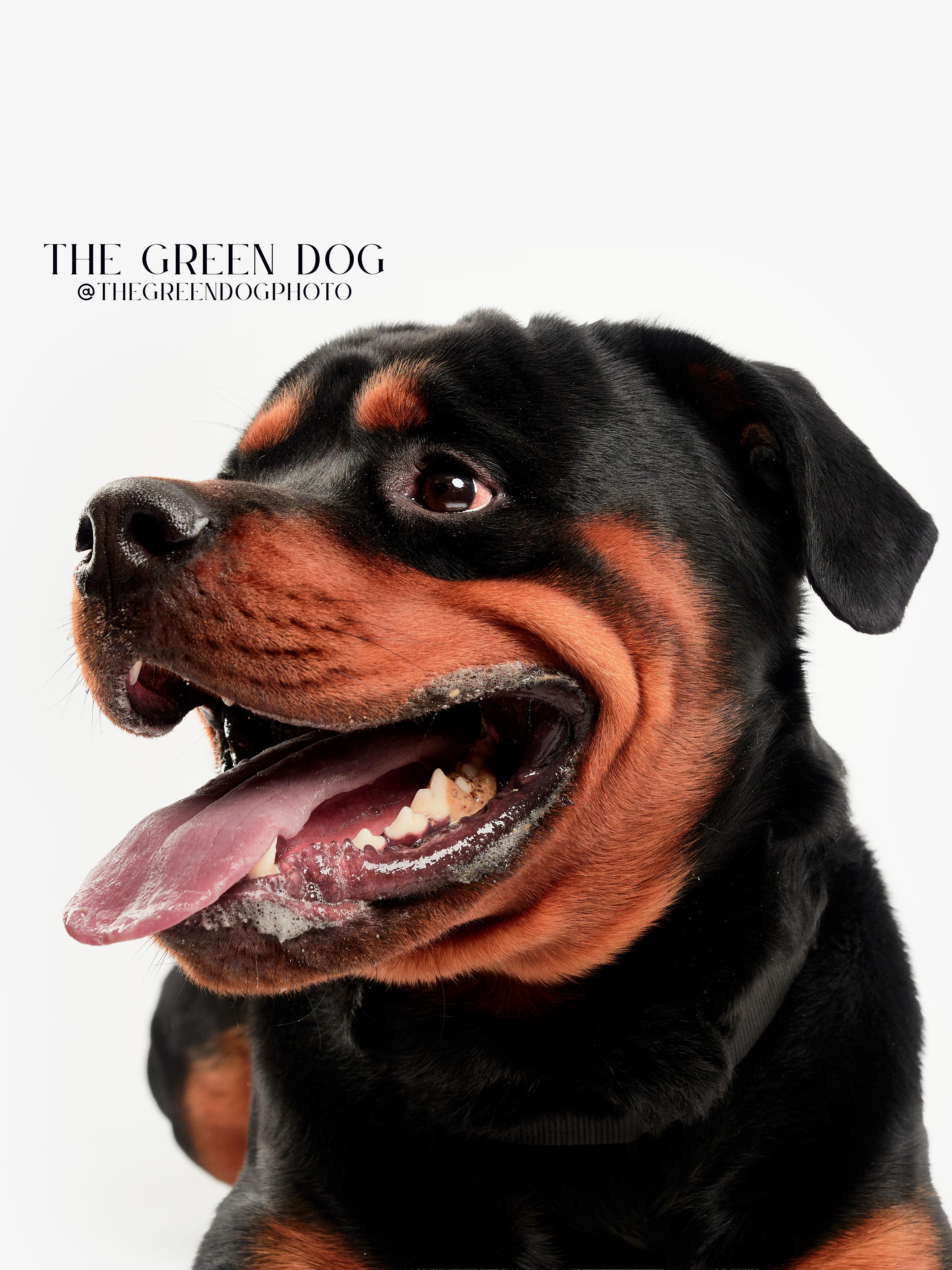 Enlarge Jackson, an adoptable Rottweiler in Teterboro, NJ image 2/5