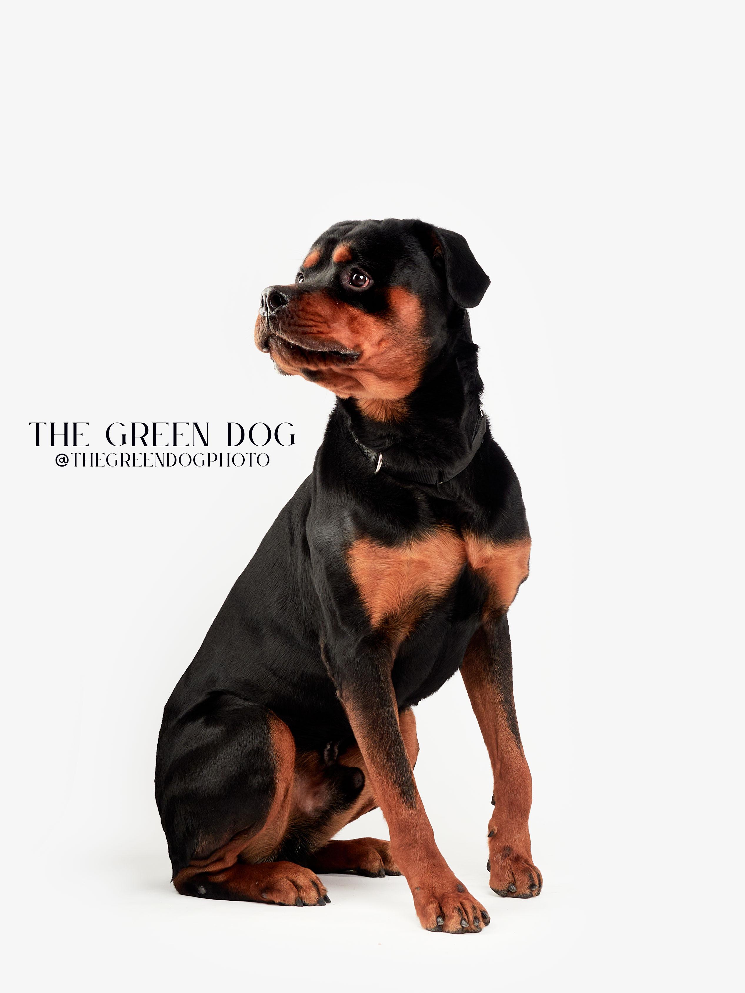 Enlarge Jackson, an adoptable Rottweiler in Teterboro, NJ image 4/5