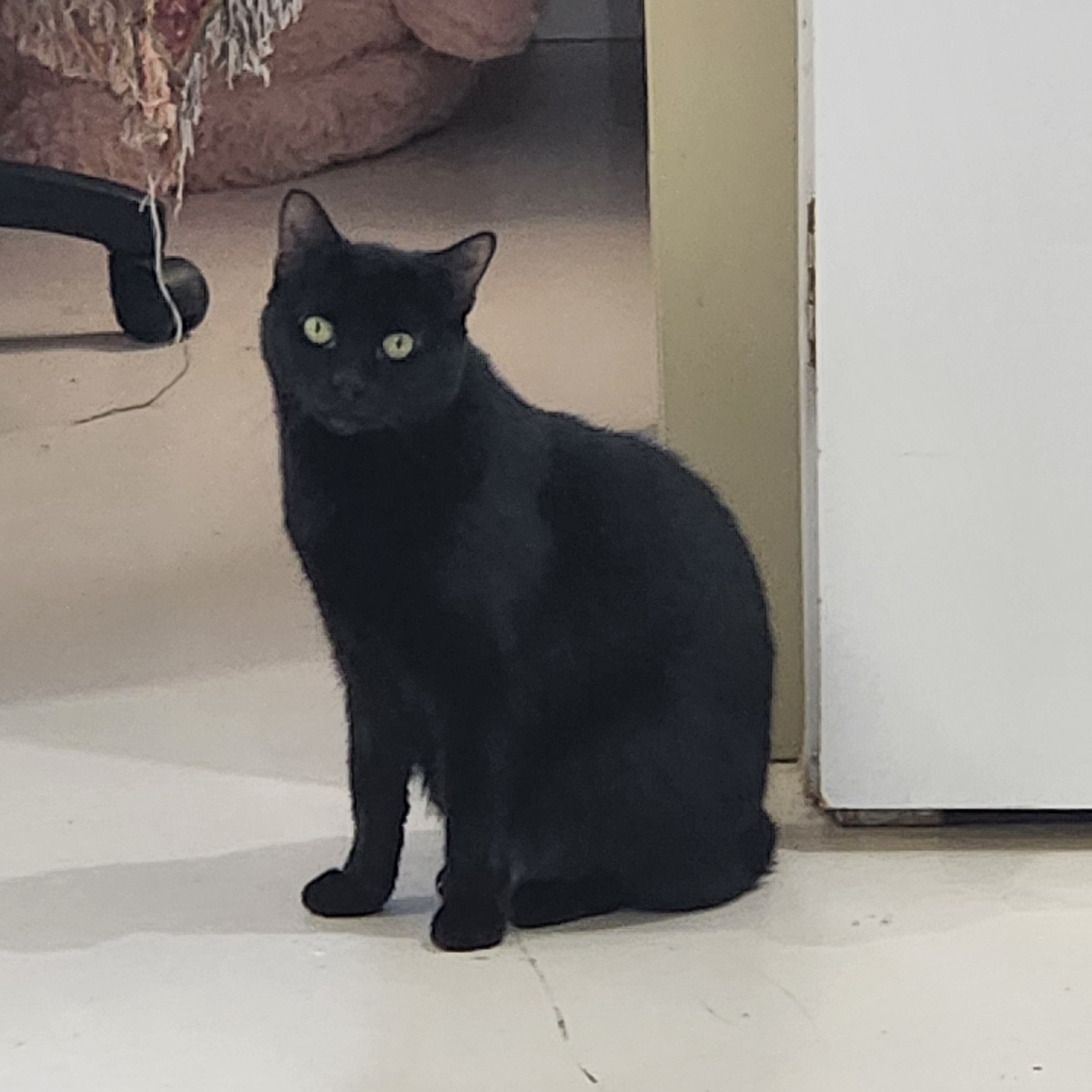 Enlarge Rosie, a Adoptable Domestic Short Hair in Claresholm, AB image 1/1