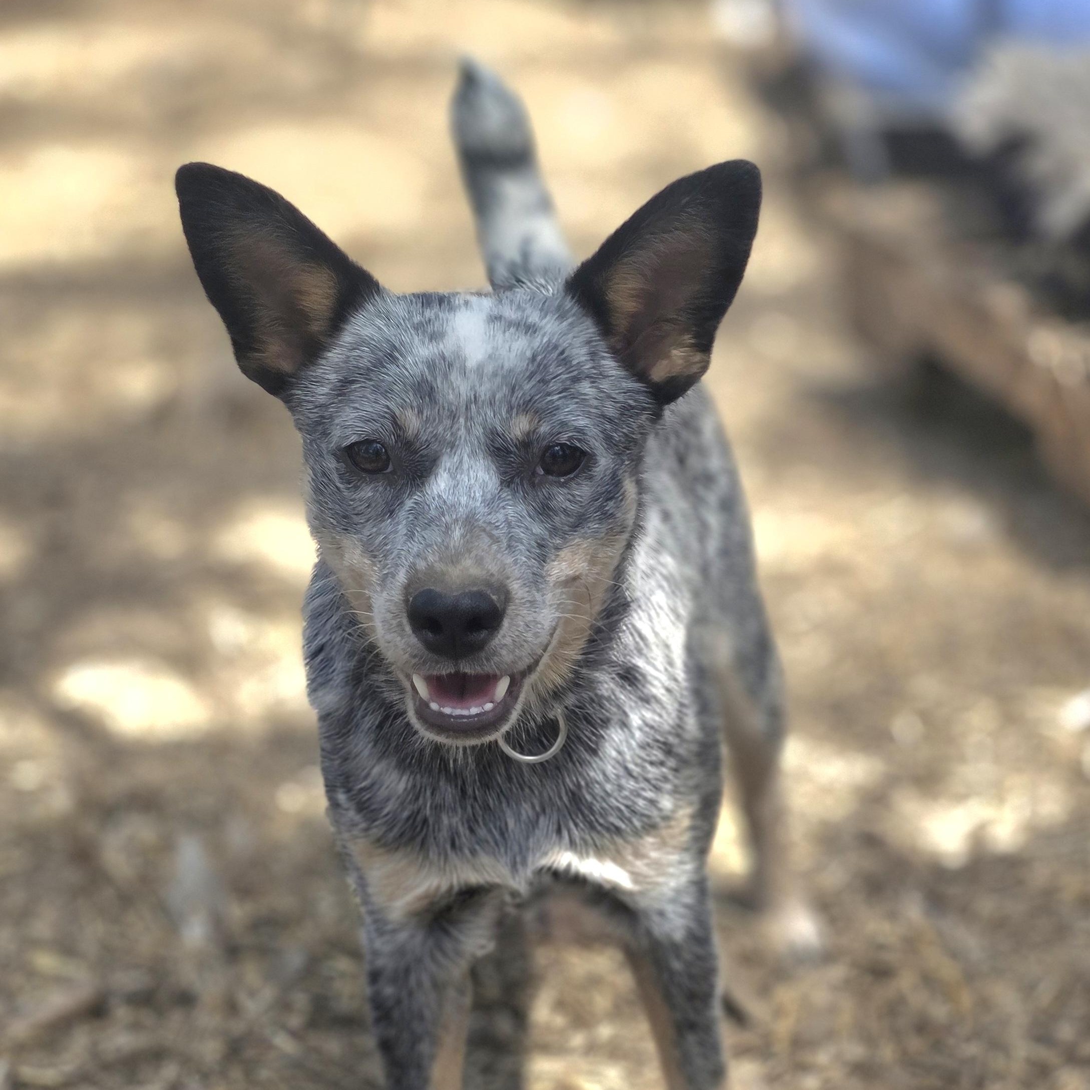 Lucy, a Adopted Australian Cattle Dog / Blue Heeler in Elk, WA image 2/3