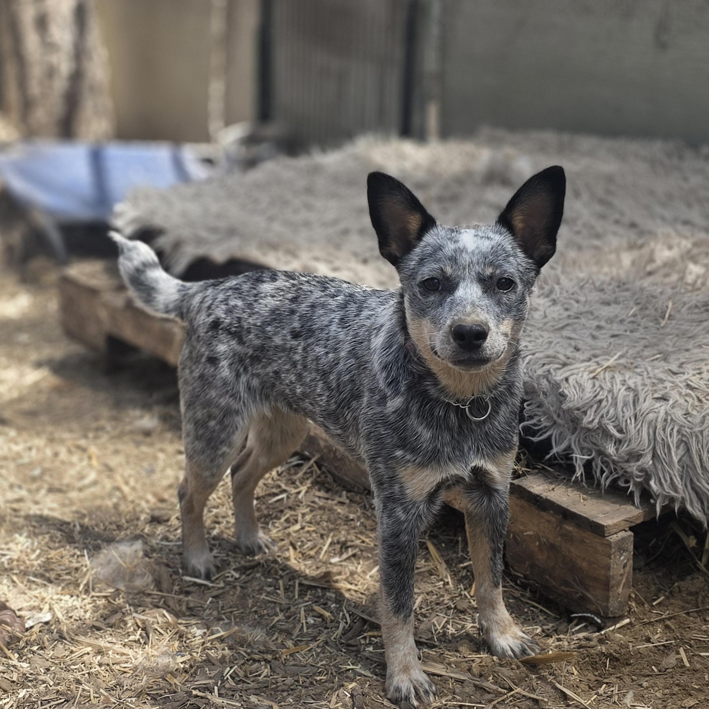Lucy, a Adopted Australian Cattle Dog / Blue Heeler in Elk, WA image 1/3