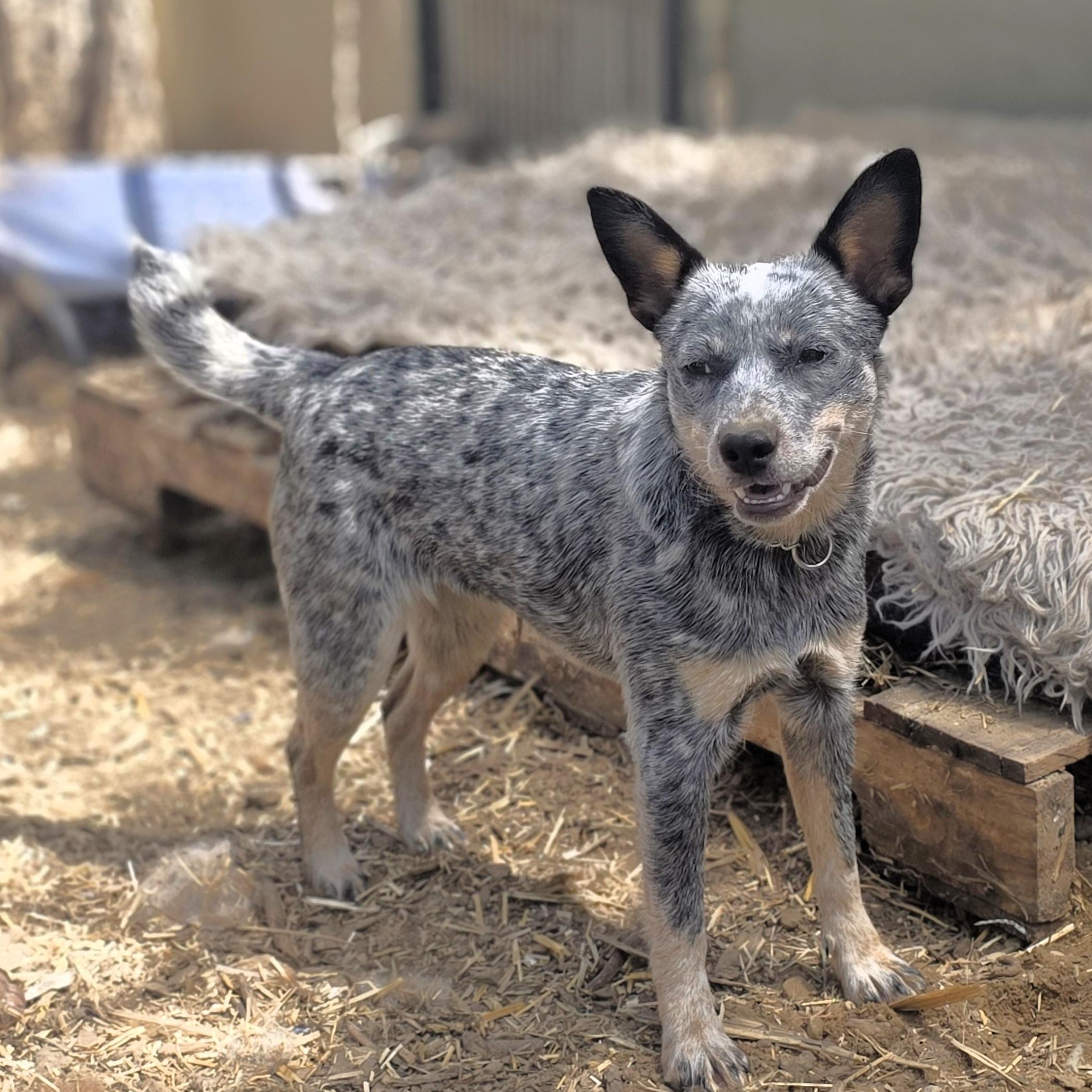 Lucy, a Adopted Australian Cattle Dog / Blue Heeler in Elk, WA image 3/3
