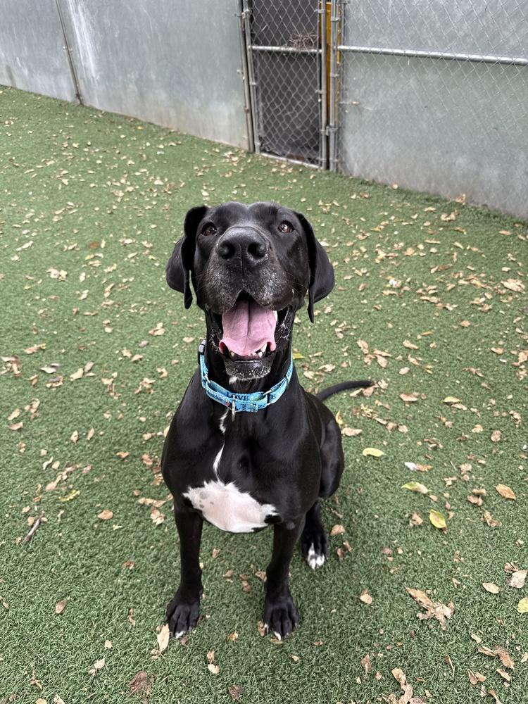 Maevis, Adoptable, Young Female Great Dane.