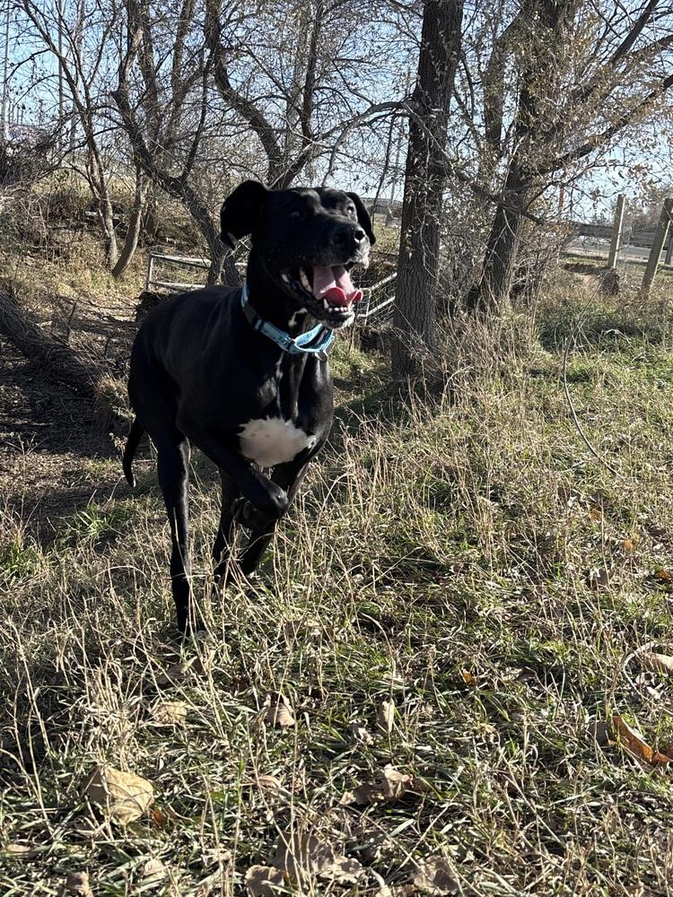 Enlarge Maevis, a Adoptable mixed breed in Papillion, NE image 2/4