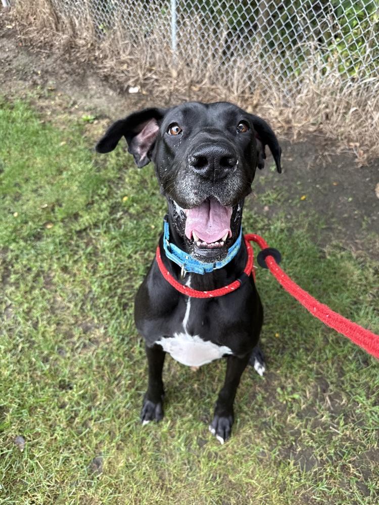 Enlarge Maevis, a Adoptable mixed breed in Papillion, NE image 3/4