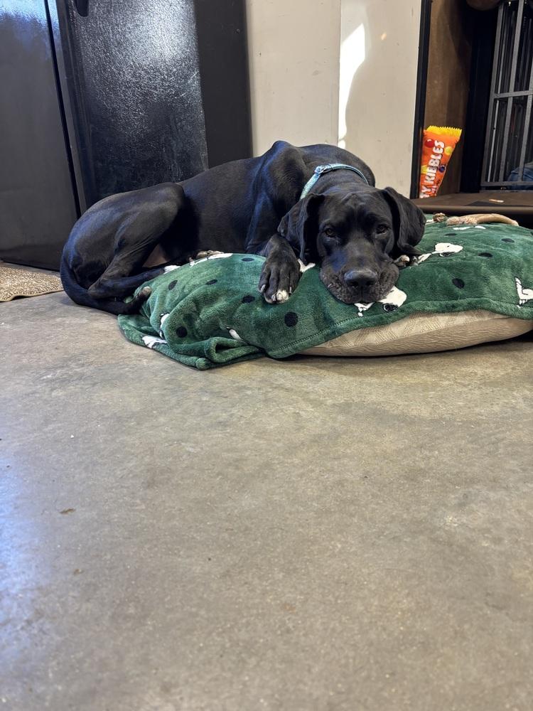 Enlarge Maevis, a Adoptable mixed breed in Papillion, NE image 4/4