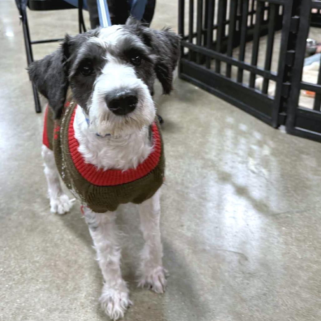 Enlarge Ozzie, a Adoptable mixed breed in Joliet, IL image 2/2