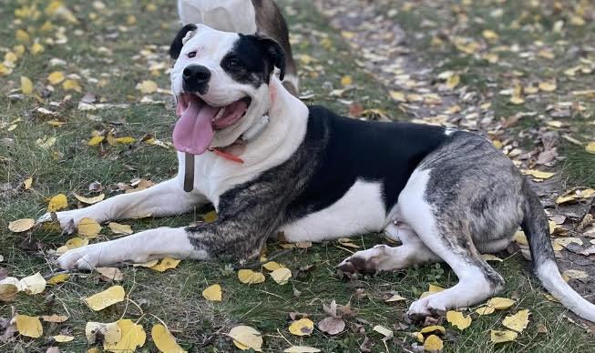 Rocky, an adoptable Bulldog, Mastiff in Winnipeg, MB, R2C 3A4 | Photo Image 2