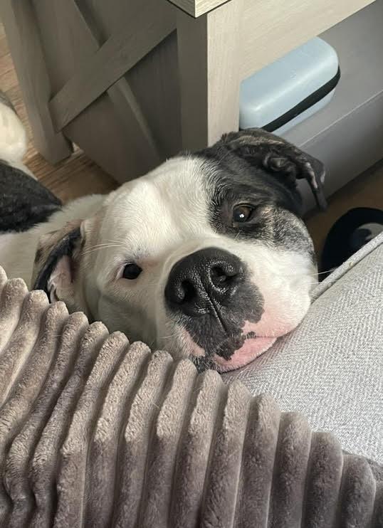 Rocky, an adoptable Bulldog, Mastiff in Winnipeg, MB, R2C 3A4 | Photo Image 4